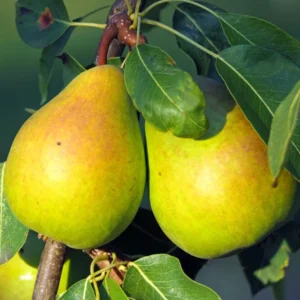 Moonglow Pear Tree - Bare Root - 4-5 Feet Tall - Fruit Plant - White Flowers