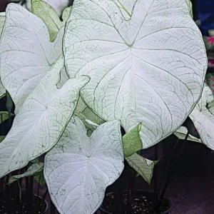 Moonlight Caladium Bulbs - 5 Planting Bulbs Per Pack - Shade Loving
