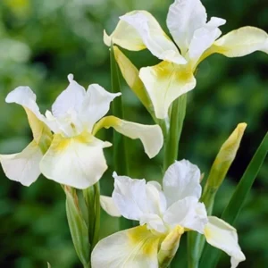 Moonsilk Siberian Iris Bulbs - 3 Bulbs Per Pack - Garden Flower