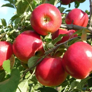 Jonathan Apple Tree Live Plant - 2-3 Inch Red Apple Fruit Tree - Grow Indoors/Outdoors