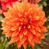 Mrs. Eileen Dinnerplate Dahlia Flower Bulbs - 1 Bulbs Per Pack - Easy to Grow Live Plants - Outdoor Garden