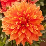 Mrs. Eileen Dinnerplate Dahlia Flower Bulbs - 1 Bulbs Per Pack - Easy to Grow Live Plants - Outdoor Garden