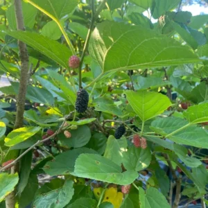 Mulberry Tree - Live Everbearing - 3 Gallon - 3 Feet Tall - Delicious Berries - Easy to Grow - Not Ship CA