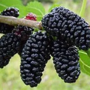 Mulberry Tree - Live Everbearing - 3 Gallon - 3 Feet Tall - Delicious Berries - Easy to Grow - Not Ship CA