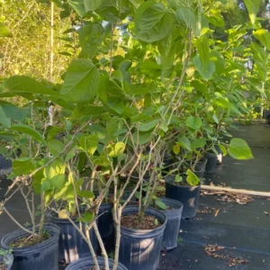 Mulberry Tree - Live Everbearing - 3 Gallon - 3 Feet Tall - Delicious Berries - Easy to Grow - Not Ship CA