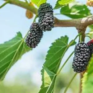 Mulberry Tree - Live Everbearing - 3 Gallon - 3 Feet Tall - Delicious Berries - Easy to Grow - Not Ship CA