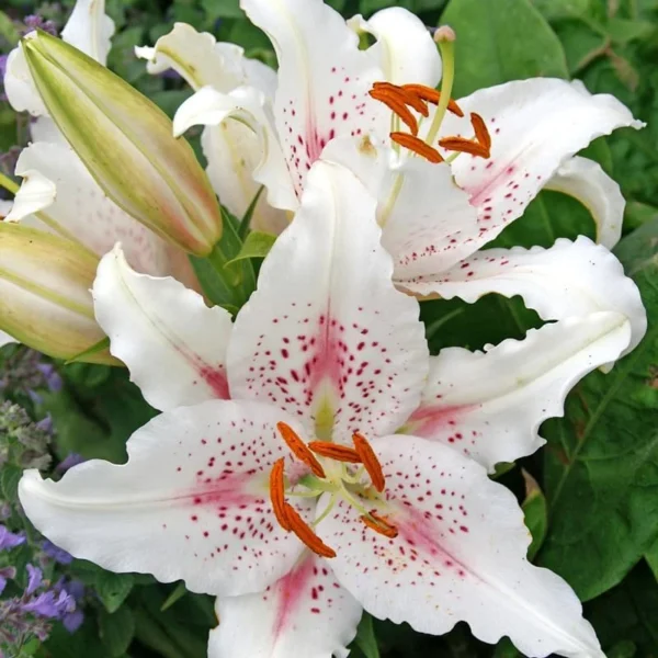 Muscadet Oriental Lilies Jumbo Pack - 10 Bulbs Per Pack - Container Friendly