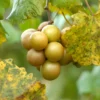 Muscadine Grape Plant Live Vitis Rotundifolia Carlos Sweet Edible Vine