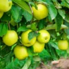 Mutsu Apple Tree 4-5 Ft Bare Root - Crisp, Juicy & Tart