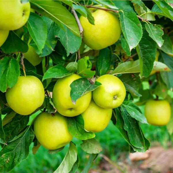 Mutsu Apple Tree 4-5 Ft Bare Root - Crisp, Juicy & Tart