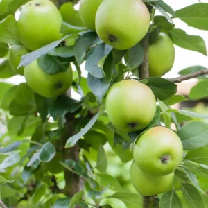 Mutsu Apple Tree 4-5 Ft Bare Root - Crisp, Juicy & Tart