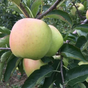 Mutsu Apple Tree 4-5 Ft Bare Root - Crisp, Juicy & Tart