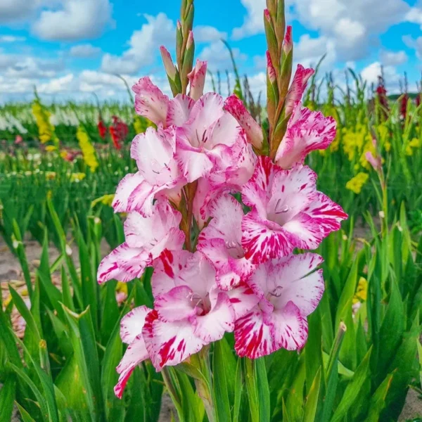My Love Gladiolus Bulbs for Planting - 10 Bulbs Per Pack - Fragrant Large Blooms - Perennial Gladiolus Flowering Bulbs