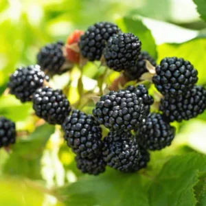 Prime-Ark 45 Blackberry Plant - 1 Gallon Small Potted - High Yield