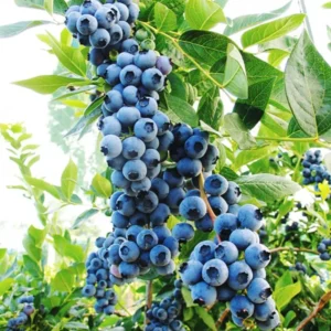 Misty Blueberry Bush Live Plant - 4 Inch Potted Sweet Blueberry Seedling