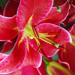 Miss Feya Orienpet Lily Flower Tubers – 3 Bulbs per Pack