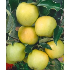 Ginger Gold Apple Tree - Bare Root Apple Fruit Tree 4-5 Feet