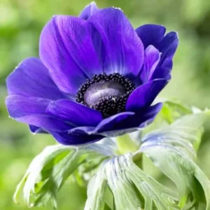 Blue Mr. Fokker Anemone Bulbs for Planting - Easy to Grow Perennial Flower Bulbs - Colorful Spring Flowers (25 Bulbs)
