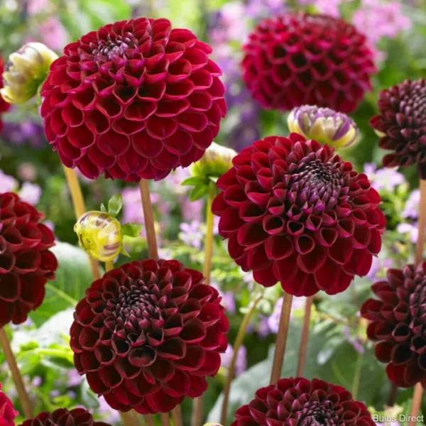 Natal Dahlia Flower Tubers - 3 Bulbs per Pack - Ready to Plant Live Flowers