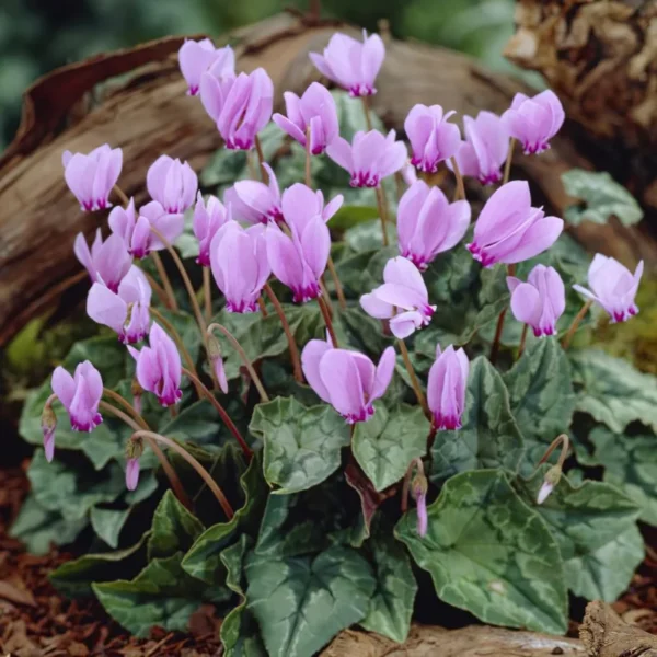 Neopolitanum Cyclamen Hardy Perennial - 3 Bulbs Per Pack - Fall Blooming Flowers