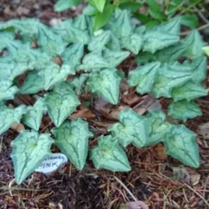 Neopolitanum Cyclamen Hardy Perennial - 3 Bulbs Per Pack - Fall Blooming Flowers