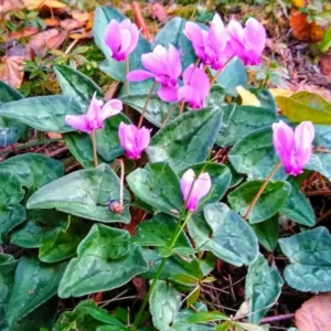 Neopolitanum Cyclamen Hardy Perennial - 3 Bulbs Per Pack - Fall Blooming Flowers