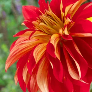Nick Sr. Dinnerplate Dahlia Flower Tuber - 1 Bulbs Per Pack - Summer Flowers
