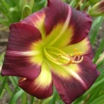 Night Beacon Reblooming Daylily - 1 Bulbs Per Pack - Perennializing Daylilies - Easy to Grow Live Plants