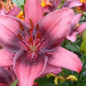 Night's Sky Collection - 19 Bulbs Per Pack - Easy to Grow Live Plants