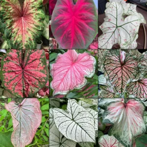 Mixed Fancy Leaf Caladium Value Pack - 5 Bulbs Per Pack - Colorful Foliage Plants