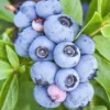 Northern Blueberry Plant Live, 1 Gallon Highbush Blueberry Fruit Tree