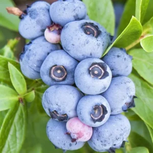 Northern Blueberry Plant Live, 1 Gallon Highbush Blueberry Fruit Tree