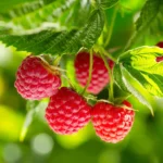 Nova Red Raspberry Plant - 1 Gallon Small Potted Fruit Plant