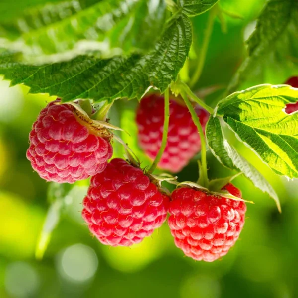 Nova Red Raspberry Plant - 1 Gallon Small Potted Fruit Plant