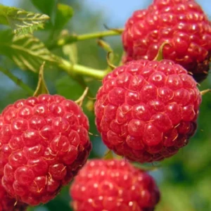 Nova Red Raspberry Plant - 1 Gallon Small Potted Fruit Plant