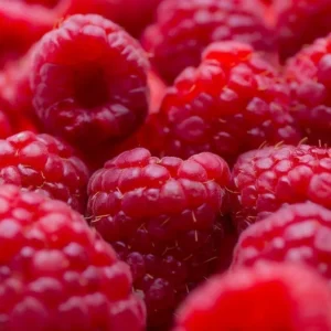 Nova Red Raspberry Plant - 1 Gallon Small Potted Fruit Plant