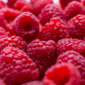 Nova Red Raspberry Plant - 1 Gallon Small Potted Fruit Plant