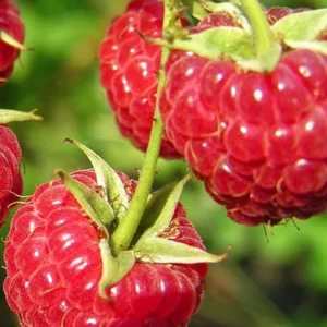 Nova Red Raspberry Plant - 1 Gallon Small Potted Fruit Plant