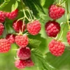 Nova Red Raspberry Plant - Live Raspberry Bush - 1 Gallon Edible Berry Plant