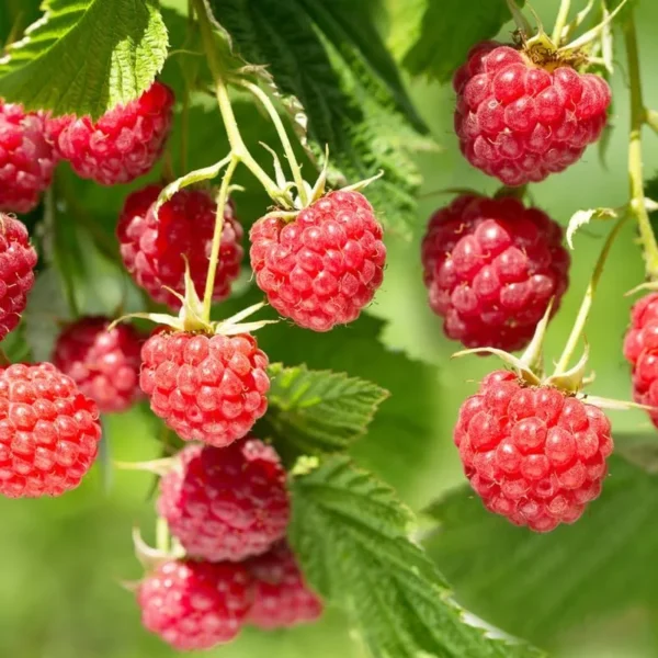 Nova Red Raspberry Plant - Live Raspberry Bush - 1 Gallon Edible Berry Plant
