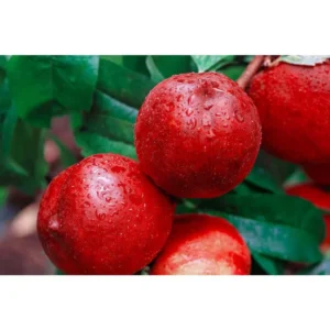 Flavortop Nectarine Tree Bare Root 3-4 ft Fruit Tree - Fast Growing