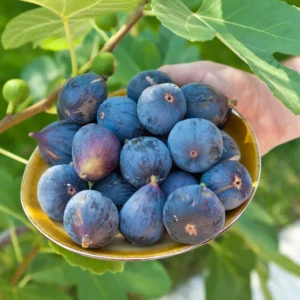 LSU Purple Fig Tree - Ficus carica - Sweet Fruit Producer - Medium Size