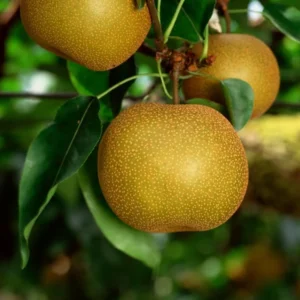 Asian Pear Tree Live Plant 2-3 Ft Tall Sweet Fruit Pear Tree