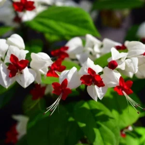 White Bleeding Heart Starter Plants - Clerodendrum 5 to 6 Inch Tall