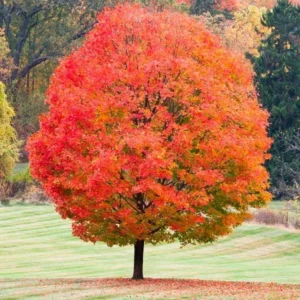 Red Sunset Maple Tree Bare Root 3-4 Feet - Acer Rubrum - Fall Color