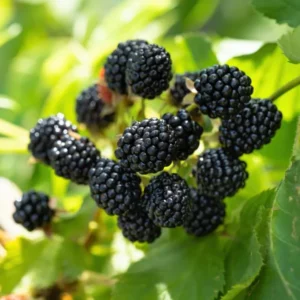 Ouachita Thornless Blackberry Plant Live 1 Gallon Pot Bush