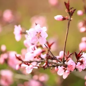 Mericrest Nectarine Tree - 2-3 ft Nursery Pot - Cold Hardy & Sweet