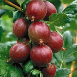 Hinnonmaki Red Gooseberry Plant - Bare Root Fruit Plant