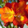 Oberon Freesia Flower Bulbs - 15 Bulbs Per Pack - Fragrant Spring Blooms