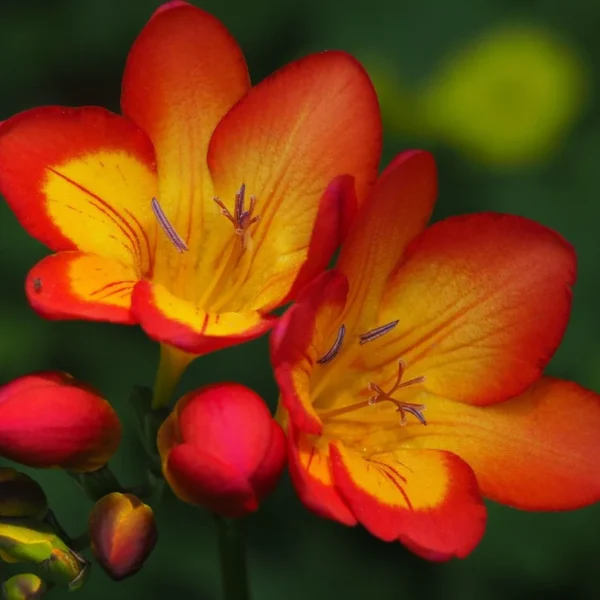 Oberon Freesia Flower Bulbs - 15 Bulbs Per Pack - Fragrant Spring Blooms